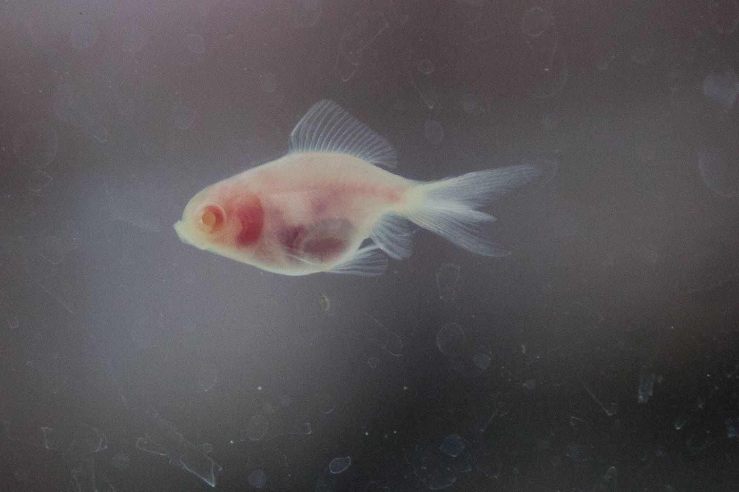 Sterile goldfish